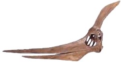 http://dinoworld.do.am/_nw/0/31776003.jpg