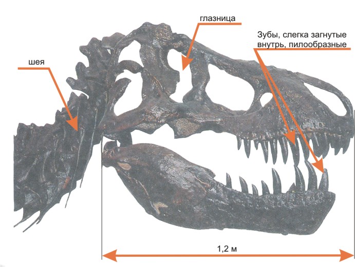 http://dinoworld.do.am/_nw/0/50952213.jpg